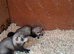 Ferret kits