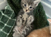 Gorgeous Kittens Ready To Be Reserved