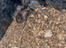 X4 phormictopus auratus tarantula Unsexed