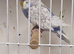 Colour Budgies