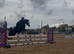 Registered 13hh Welsh B, 9 year old, Gelding.