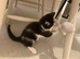 Cute kitten with all the resources