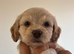 Puppies