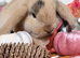 Mini Lop Babys