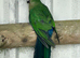 Pair of Australian king