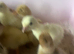 Crowllitzer Turkey Poults hatched 29/5/26