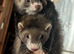 Baby (Jill's only ) PET ferrets READY NOW