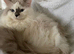 Maine Coon X Ragdoll Long Haired Boy