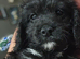 Cavapoo puppies f1 tiny miniature full dna clear