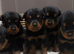 Rottweiler puppies