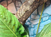 Cuban False Chameleon