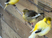 3 beautiful Canary