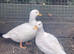 Breeding pair of white call ducks