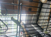 Femail  ringneck