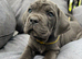 Cane Corso Puppies