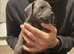Beautiful Staffordshire pups
