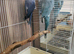 Indian Ringneck Birds Blue/Purple/Green