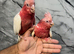 Ready Now Baby Handreared Friendly Super Tame Cuddly Lutino Galah Cockatoo