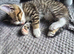 Tabby kittens