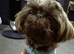 Beautiful 10 month old Shihtzu imperial