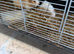 Ginuiea pigs