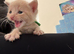 Five beautiful kittens
