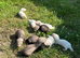 FERRETS