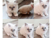 Pure ragdoll kitten for sale