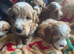 Beautiful cockerpoo puppies