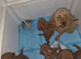 Miniature Poodle puppies