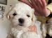Maltese puppyl