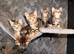 6 tabby kittens