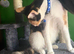 Beautiful Loving Kittens for Sale