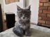 Maine coon pedigree kittens