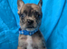 Belgian shepherd mix