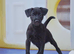 1st vaccine’s & READY NOW Miniature Patterpoo’s