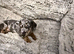 Miniature dachshund