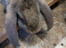 Large french lop