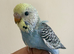 Budgies group