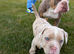 Old English bulldog
