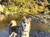 Pomsky Litter F3