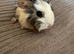 Baby guinea pigs