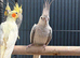 Stunning Young Cockatiels