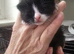 3 beautiful kittens looking for their new home