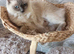 Ragdoll kittens