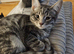 3 beautiful tabby kittens for sale
