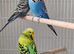 Budgies 6 months
