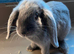 Mini lop boy blue