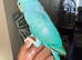 Hand reared ringneck