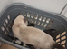 British Shorthair cross kittens